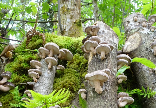Fungi natur. Cultivo artesanal de setas en el bosque's header image