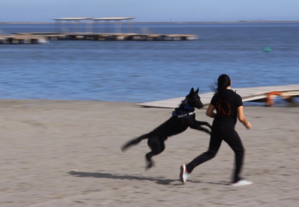 Terapia con perros para víctimas de violencia's header image