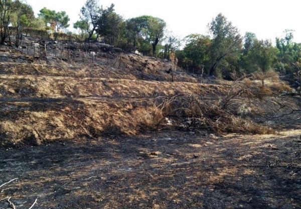 Reforestación Incendio Ciudad Universitaria's header image