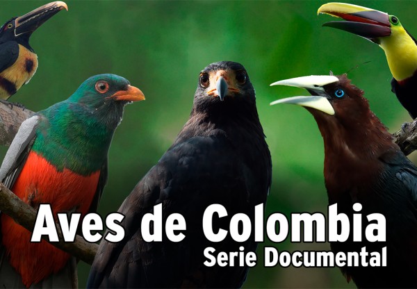 Birds of Colombia – Documentary Series's header image