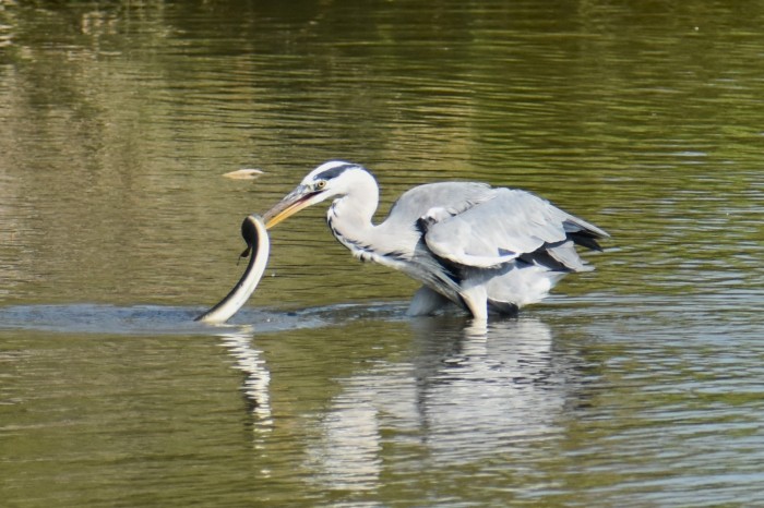 bernat-pescaire2gerard-viader.jpg
