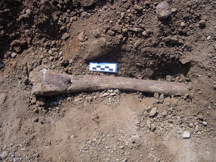 femur-1.jpg
